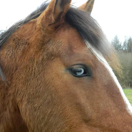 Coachella Séjour à la campagne *